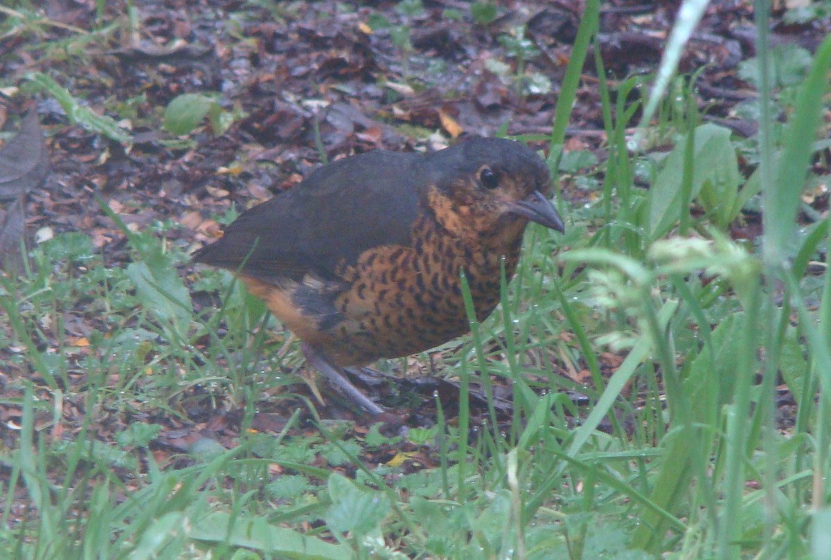 skjellmaurpitta - ML642530767