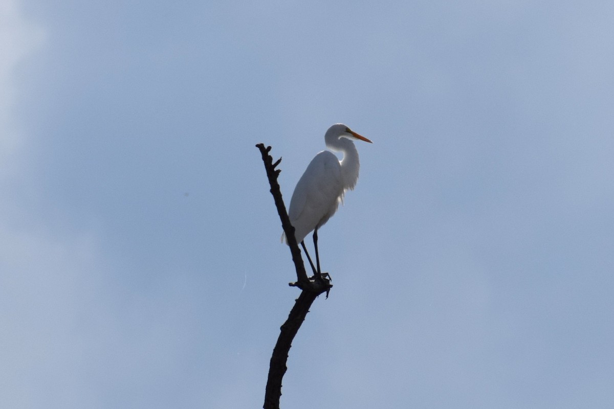 Great Egret - ML642530779