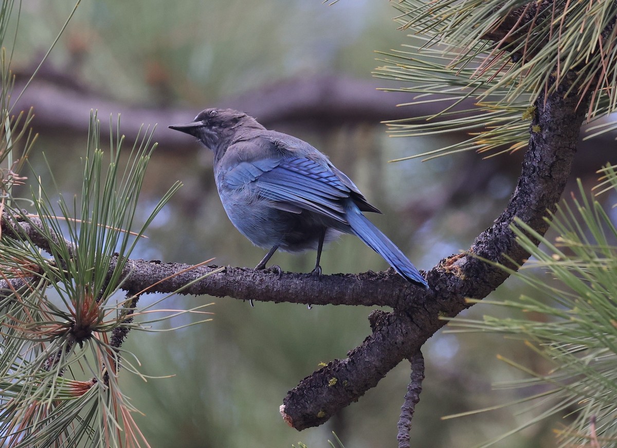 Steller's Jay - ML642530782