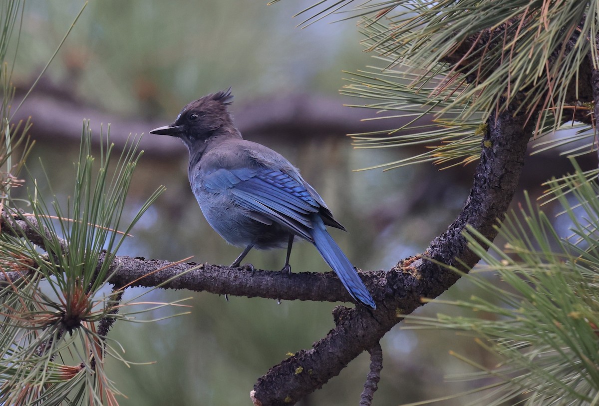 Steller's Jay - ML642530783