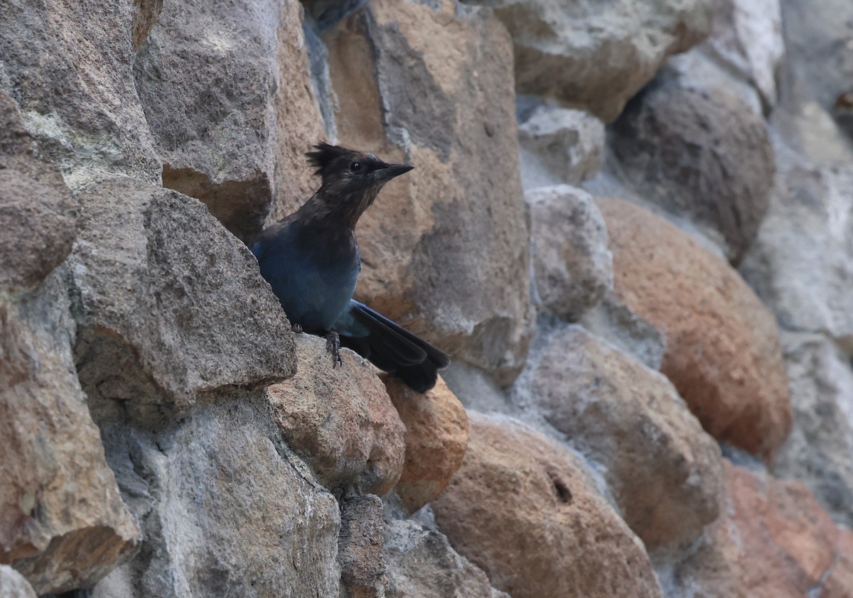 Steller's Jay - ML642530784