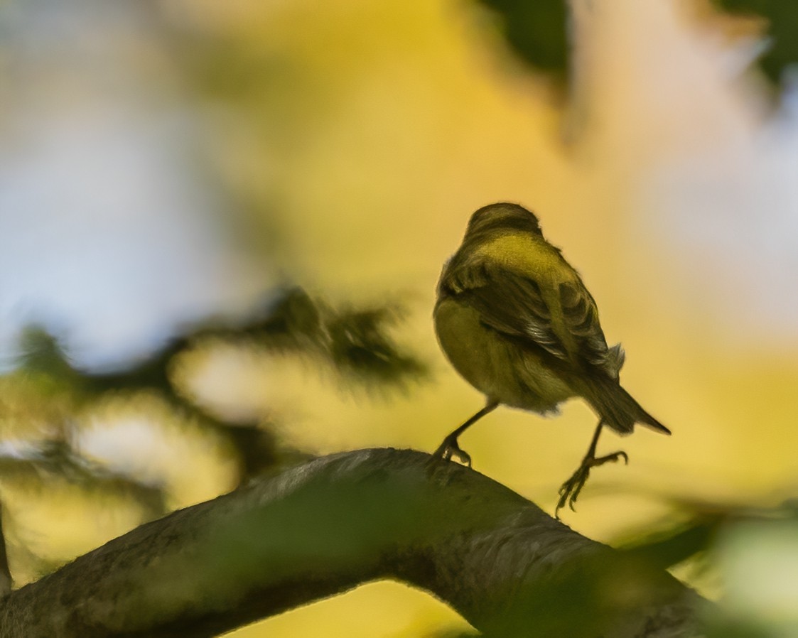 Tennessee Warbler - ML642530789