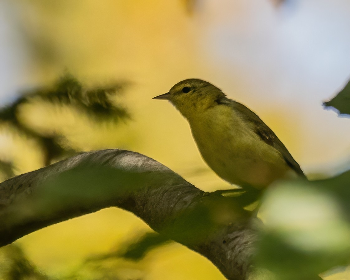 Tennessee Warbler - ML642530790