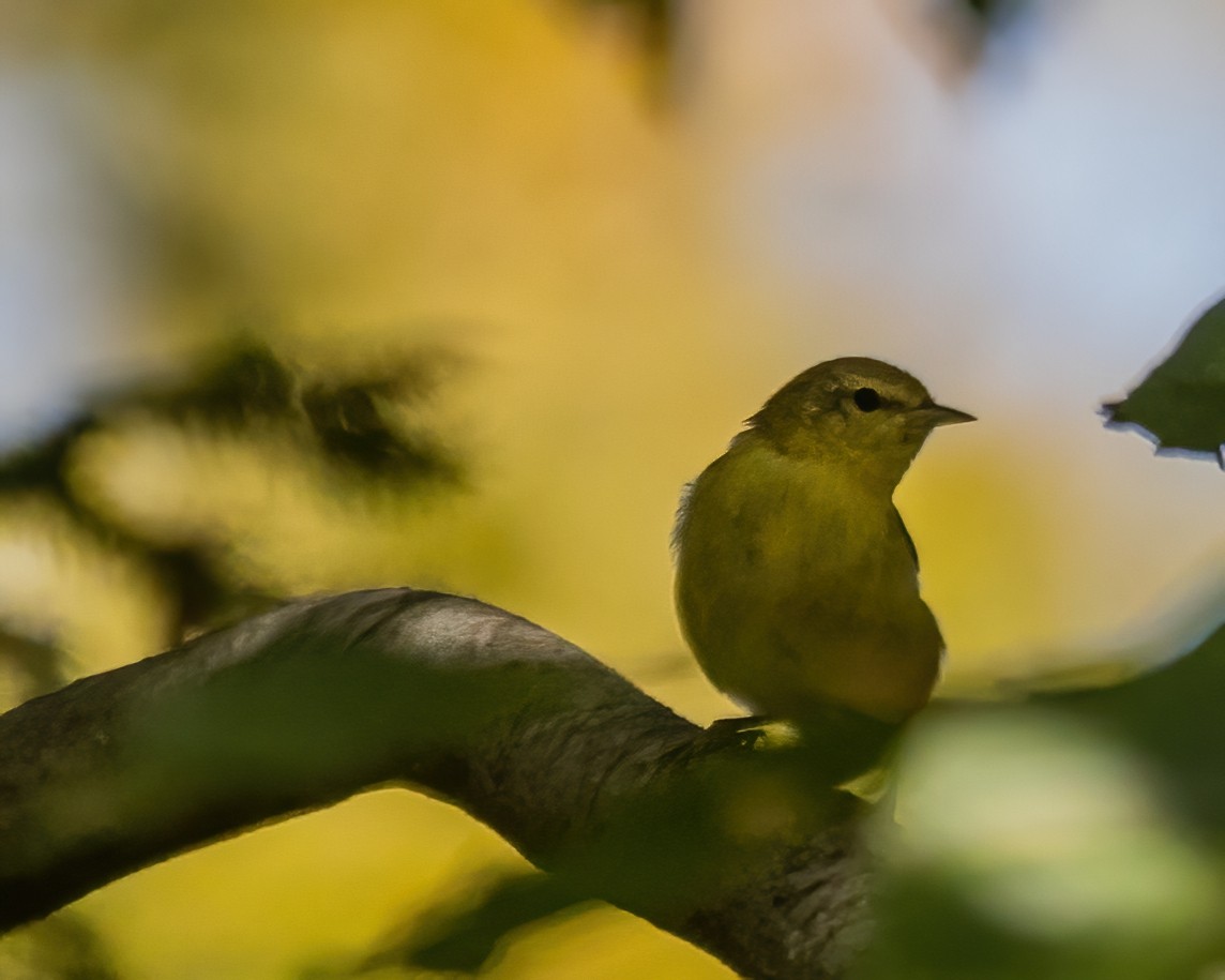 Tennessee Warbler - ML642530791