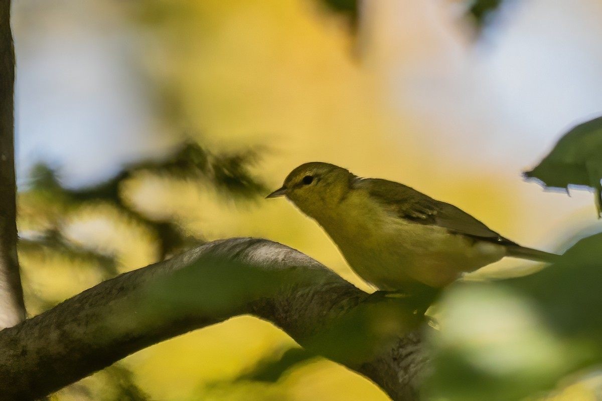 Tennessee Warbler - ML642530792