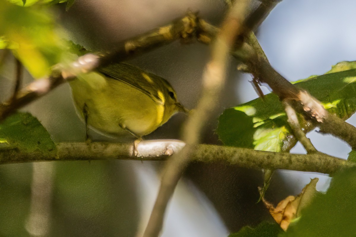 Tennessee Warbler - ML642530793