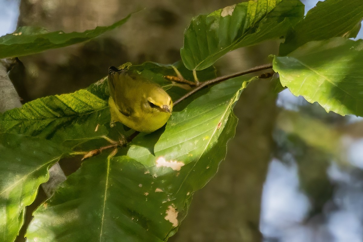 Tennessee Warbler - ML642530794