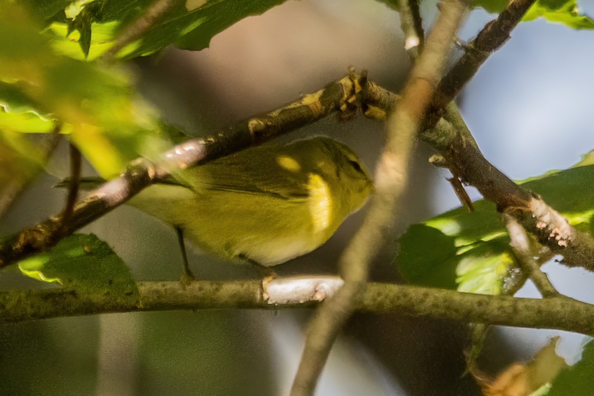 Tennessee Warbler - ML642530795