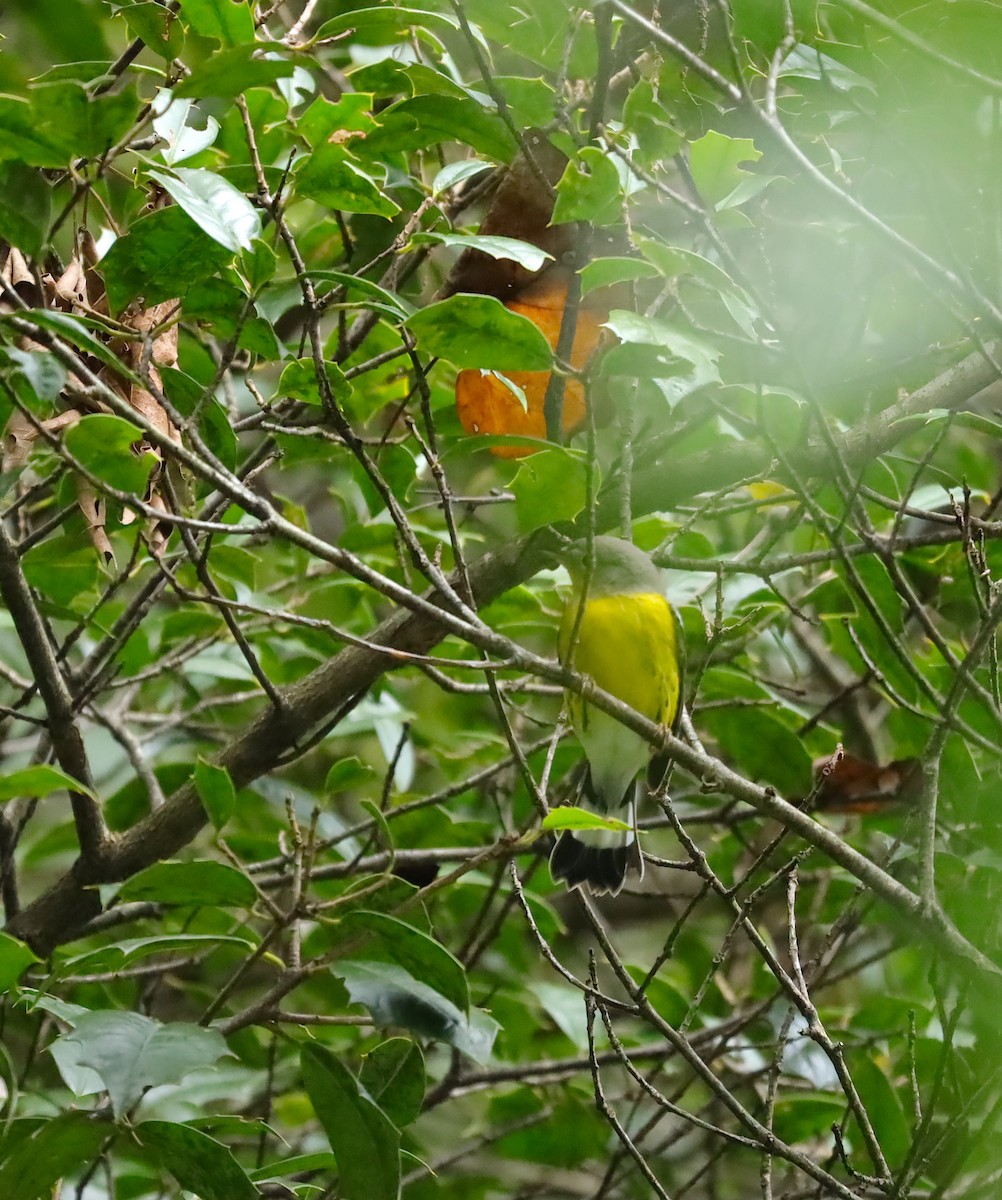 Magnolia Warbler - ML642530808