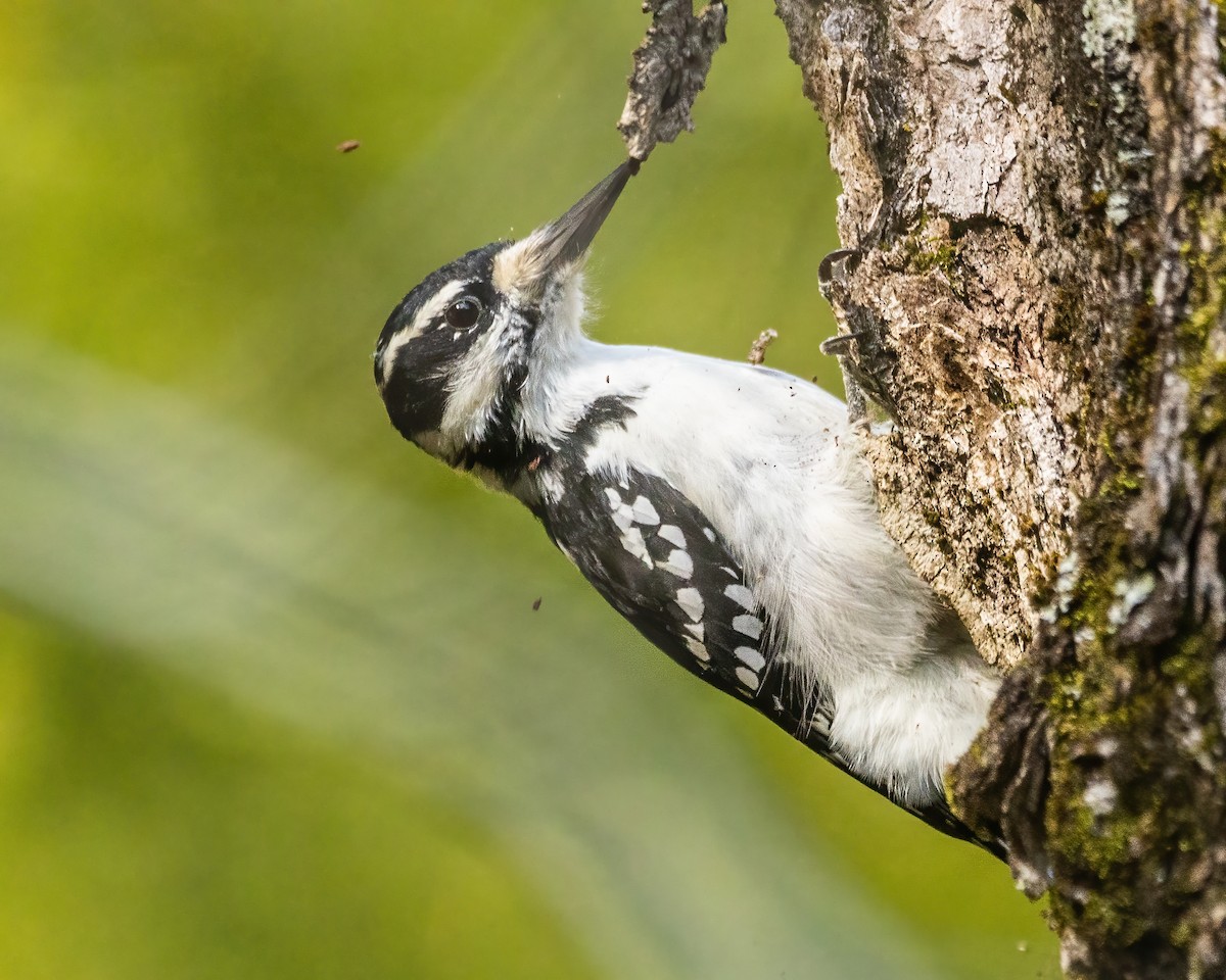 Hairy Woodpecker - ML642530809