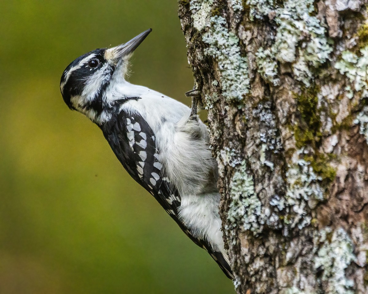 Hairy Woodpecker - ML642530810