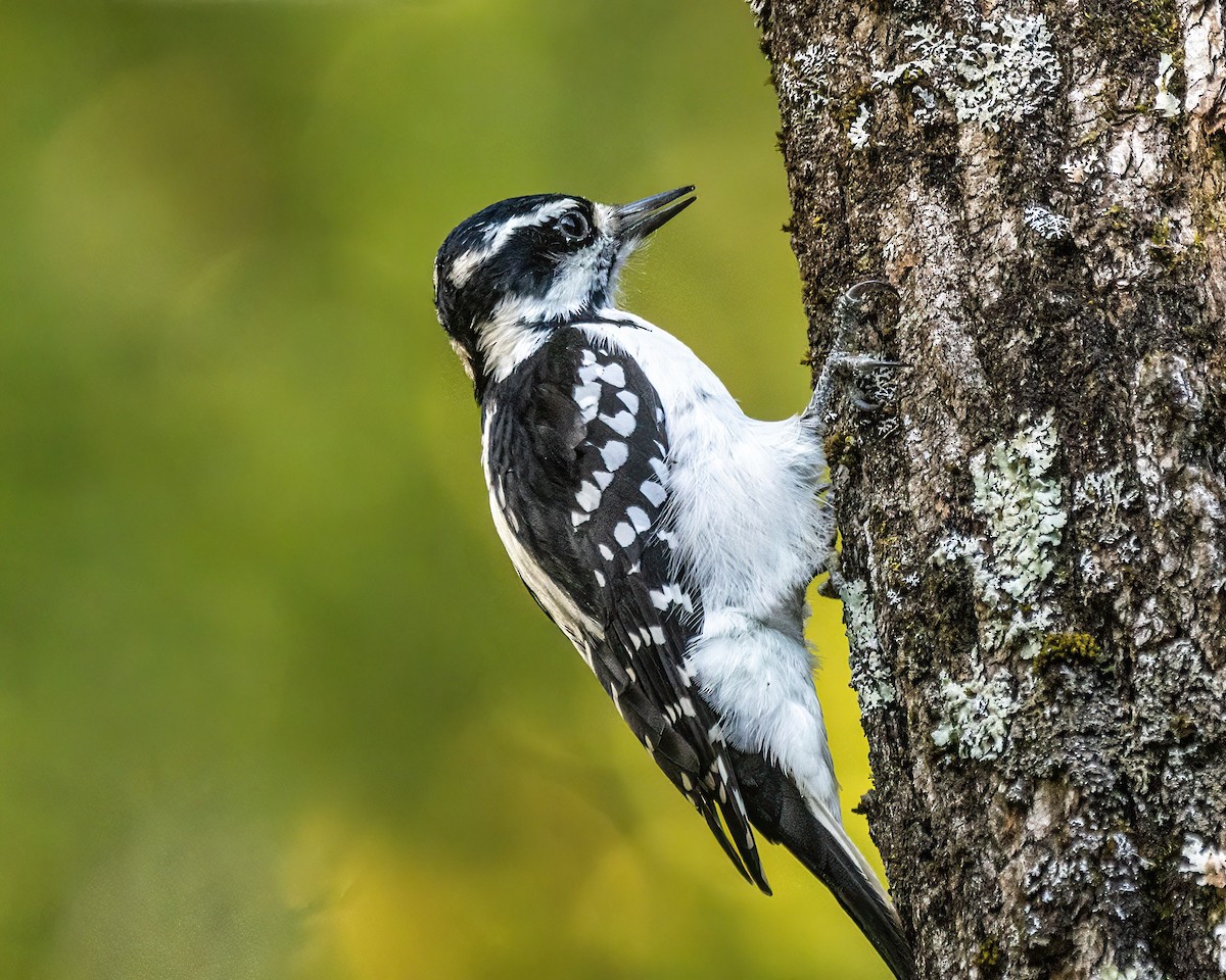 Hairy Woodpecker - ML642530811