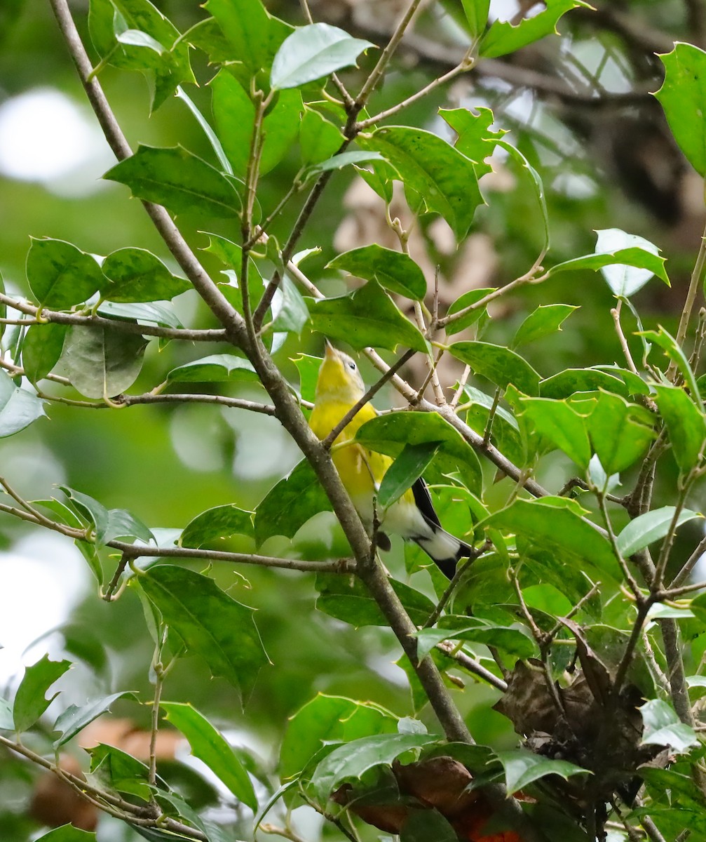 Magnolia Warbler - ML642530813