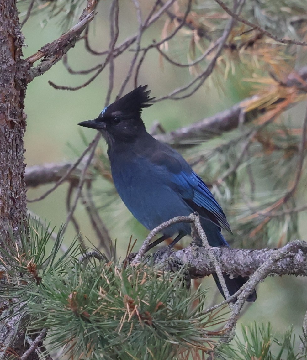 Steller's Jay - ML642530848