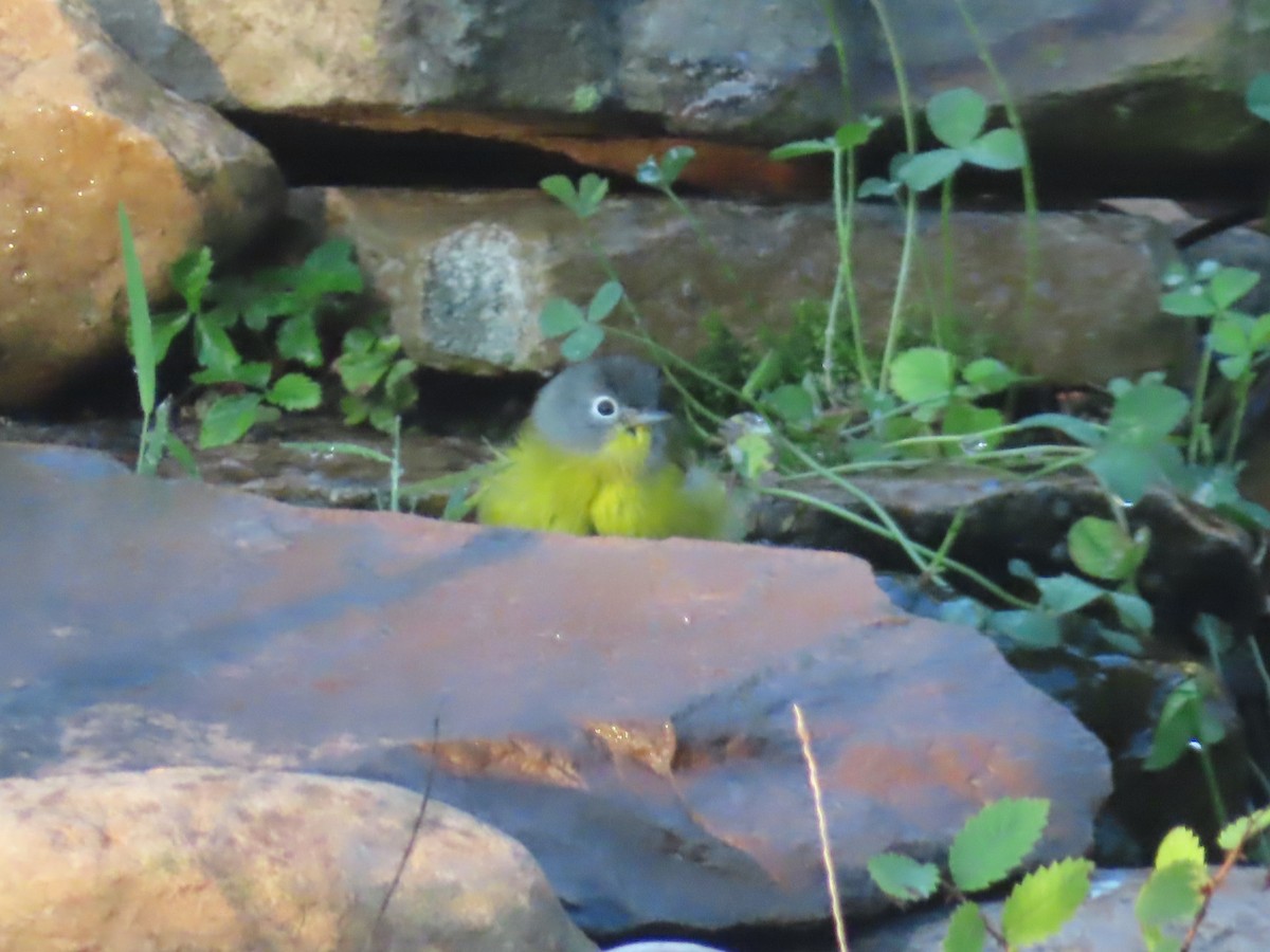 Nashville Warbler - ML642530856