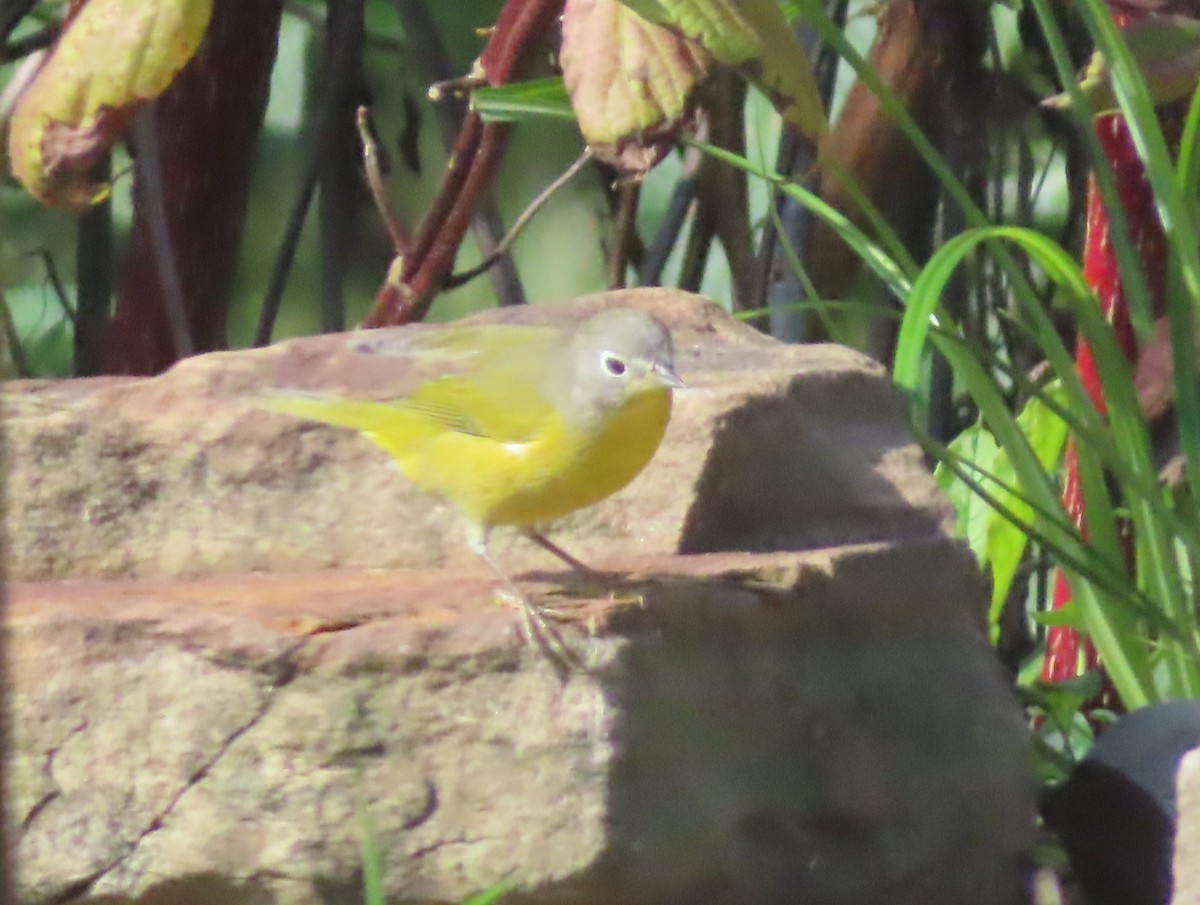 Nashville Warbler - ML642530882