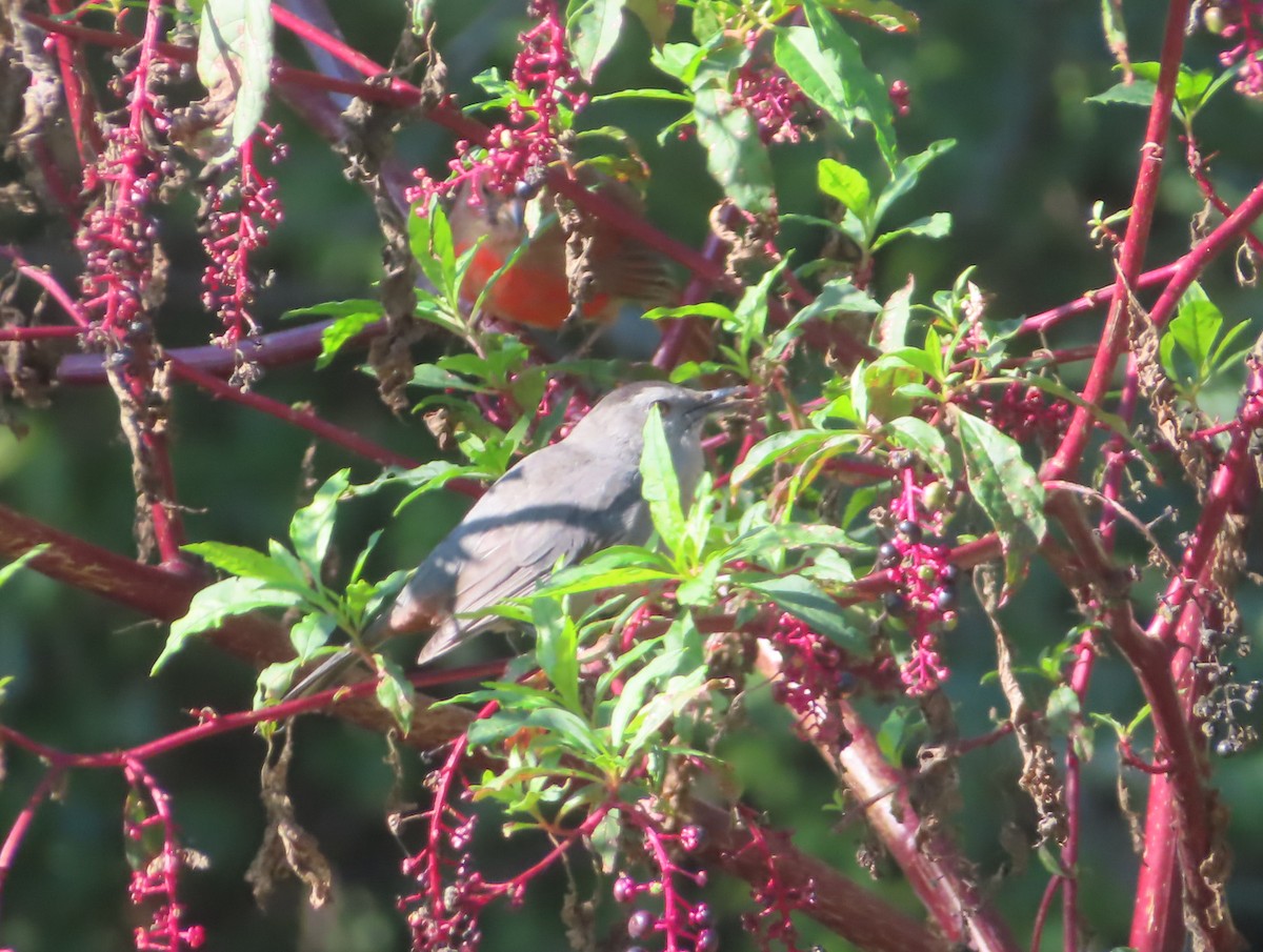 Gray Catbird - ML642530902