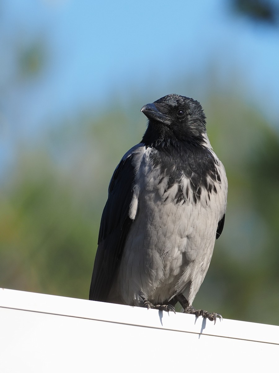 Hooded Crow - ML642530936