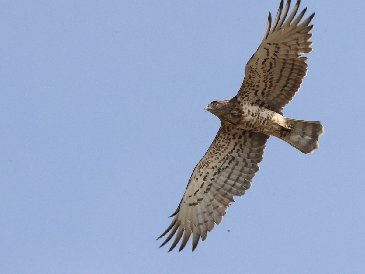 Short-toed Snake-Eagle - ML642530944