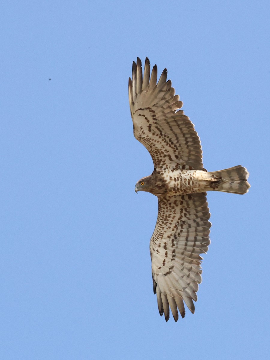 Short-toed Snake-Eagle - ML642530945