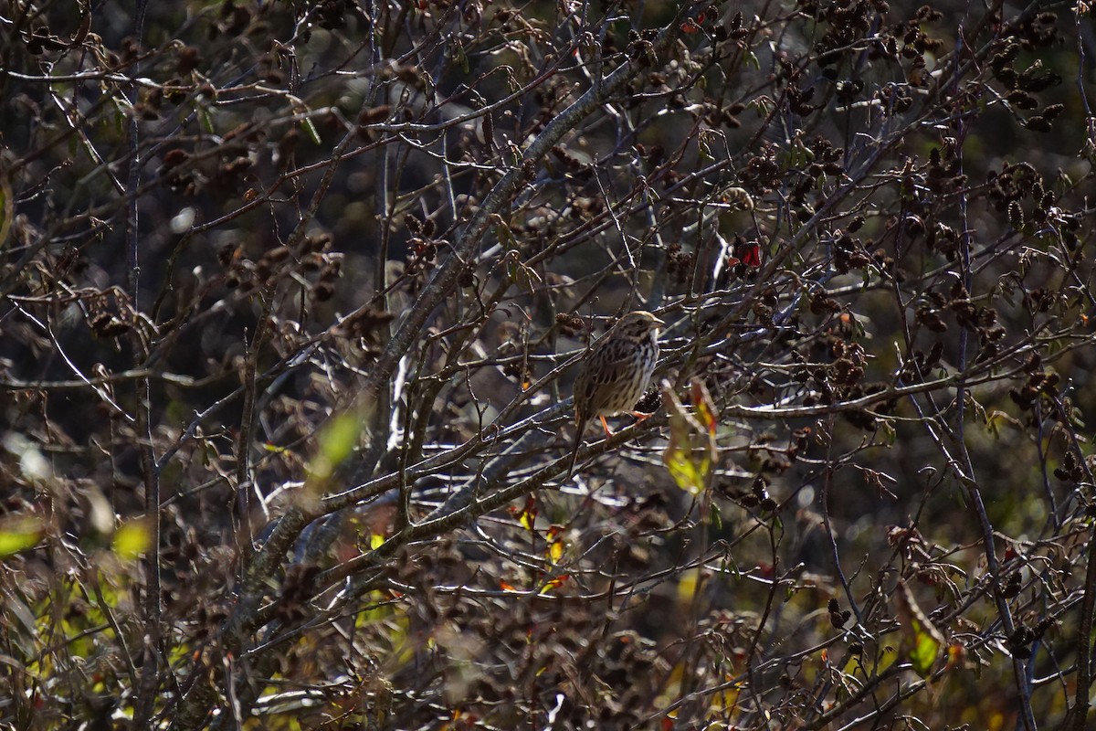 Song Sparrow - ML642530948