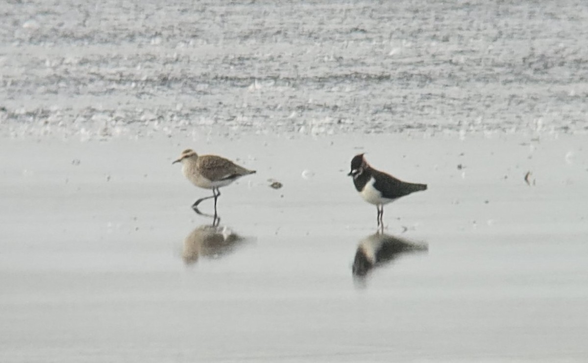 Sociable Lapwing - ML642531007