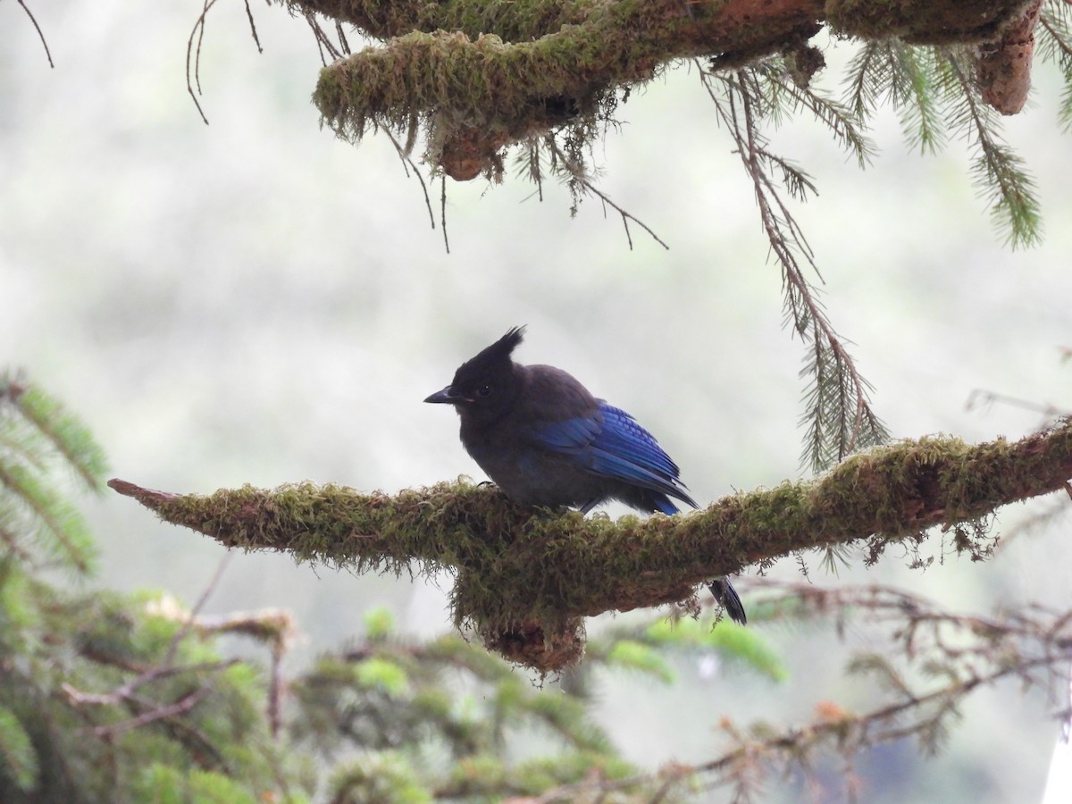 Steller's Jay - ML642531013