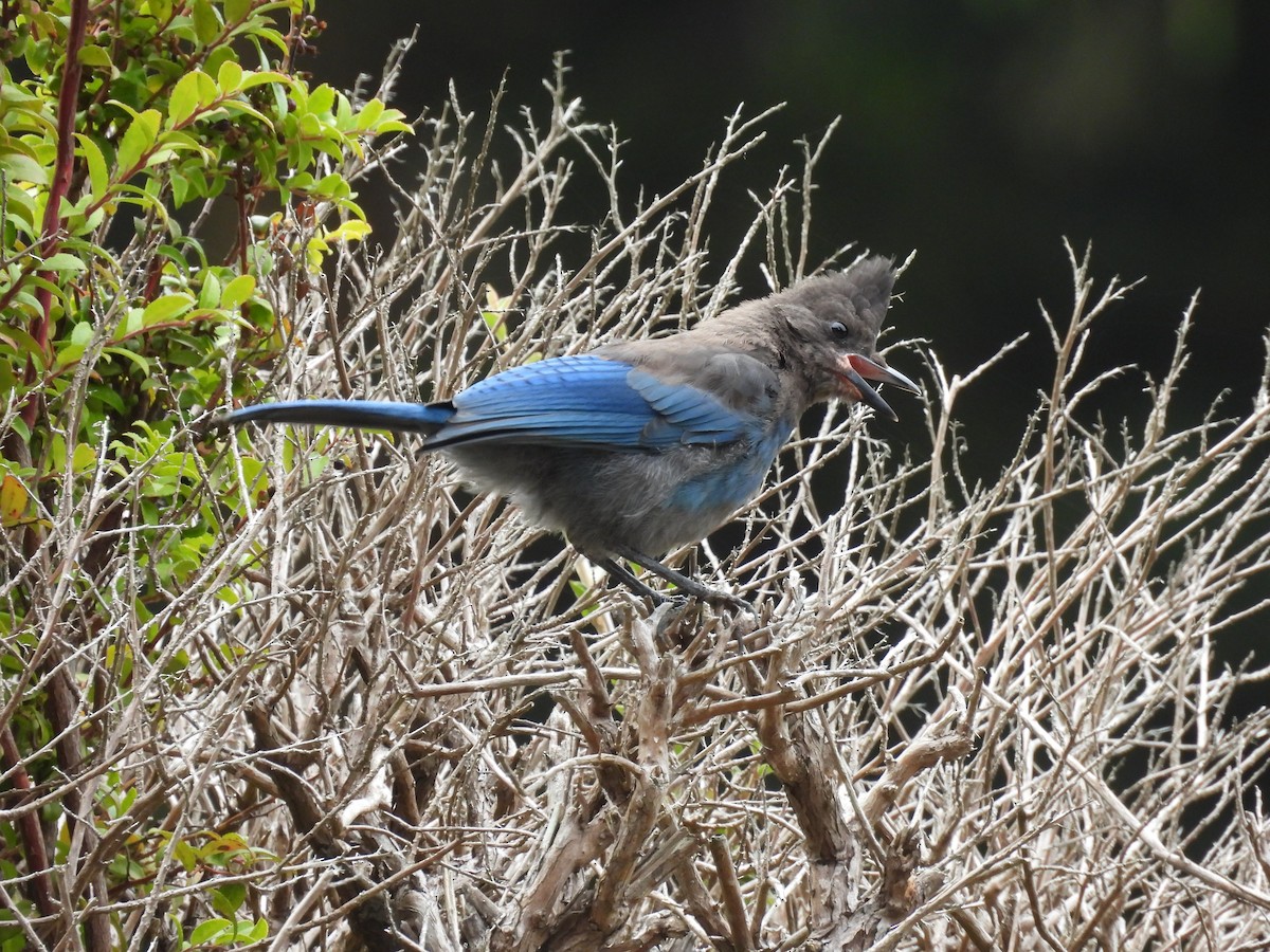Steller's Jay - ML642531015