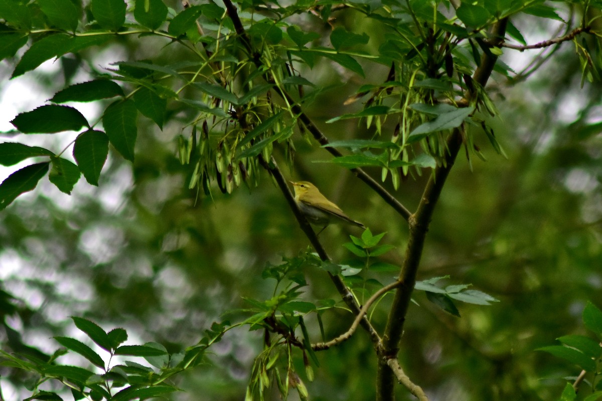 Mosquitero Silbador - ML642531017