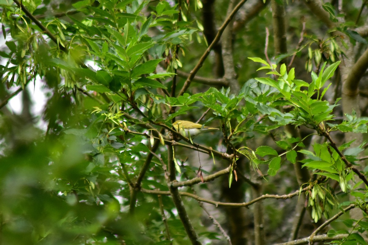 Mosquitero Silbador - ML642531018