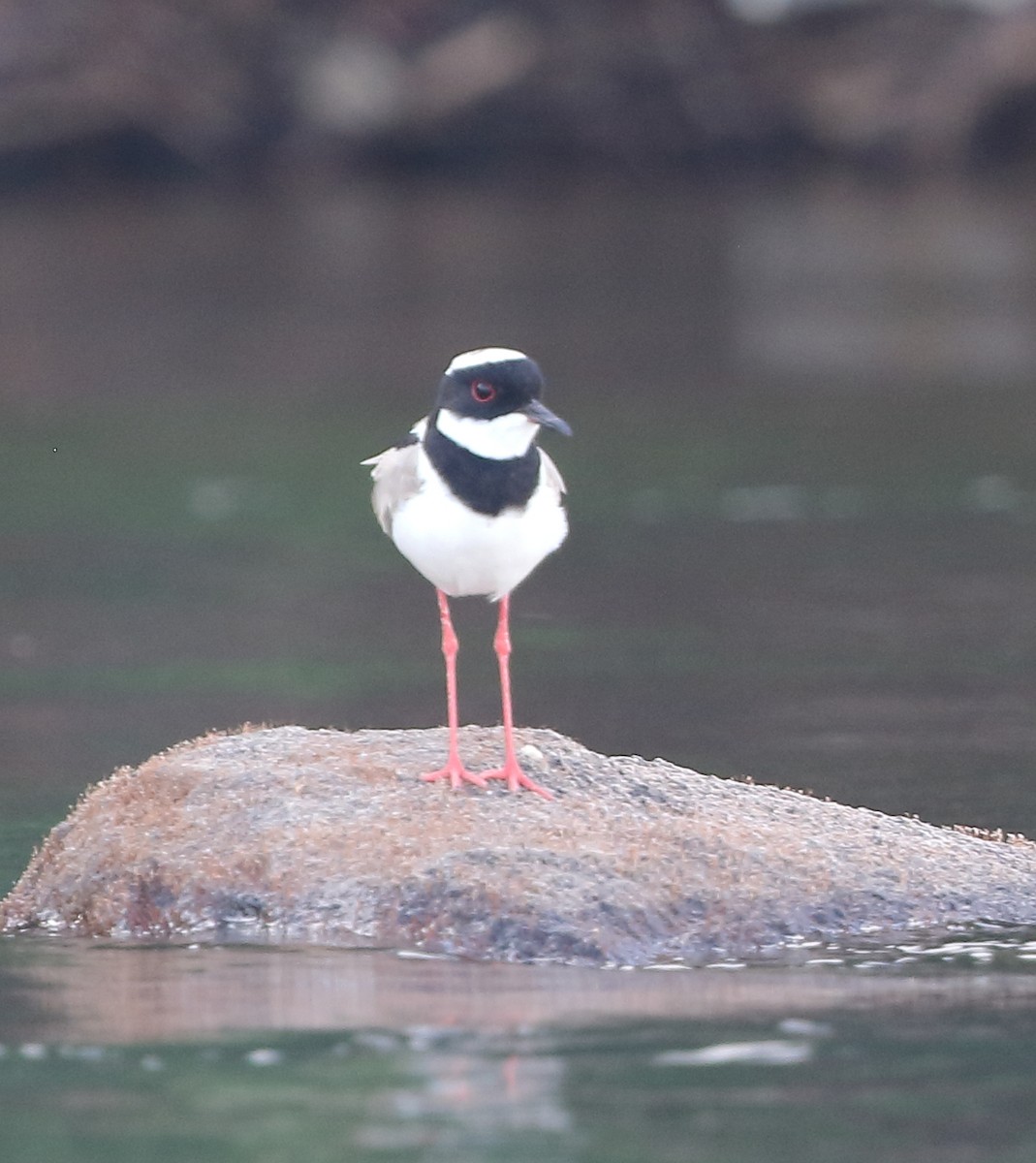 Pied Plover - ML642531025
