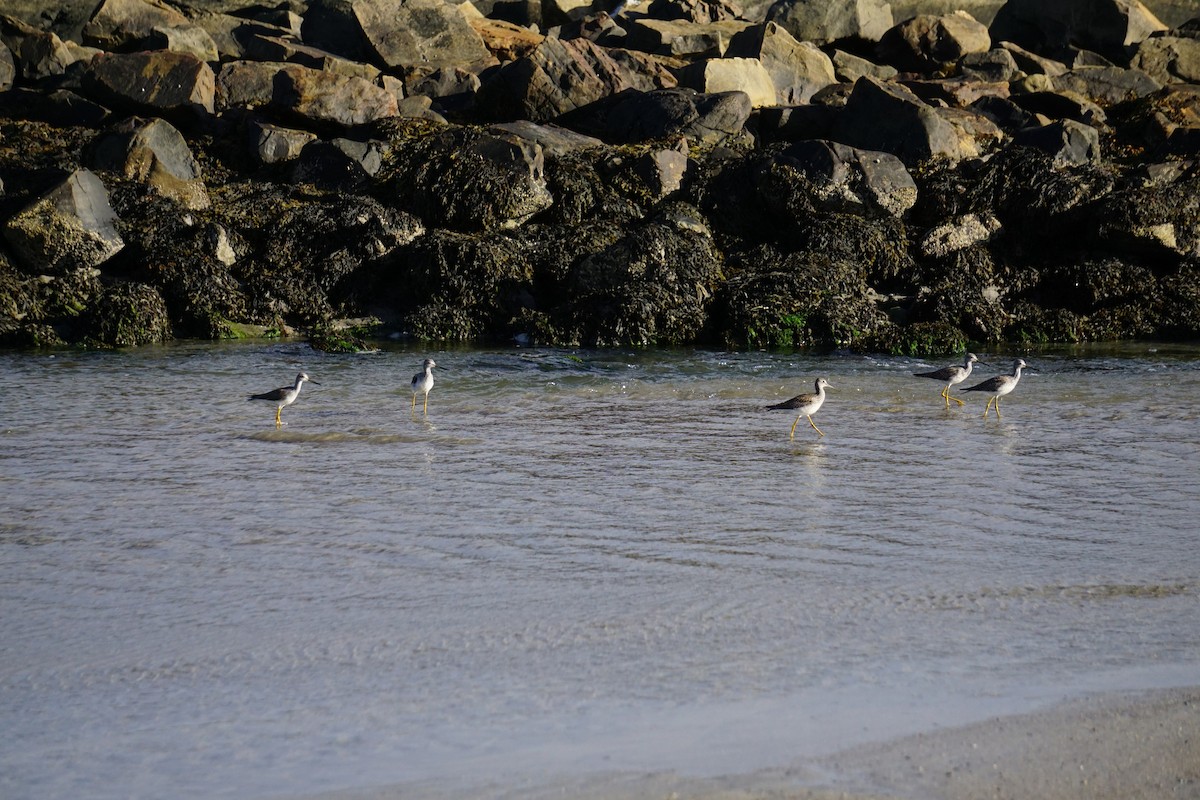 Greater Yellowlegs - ML642531027
