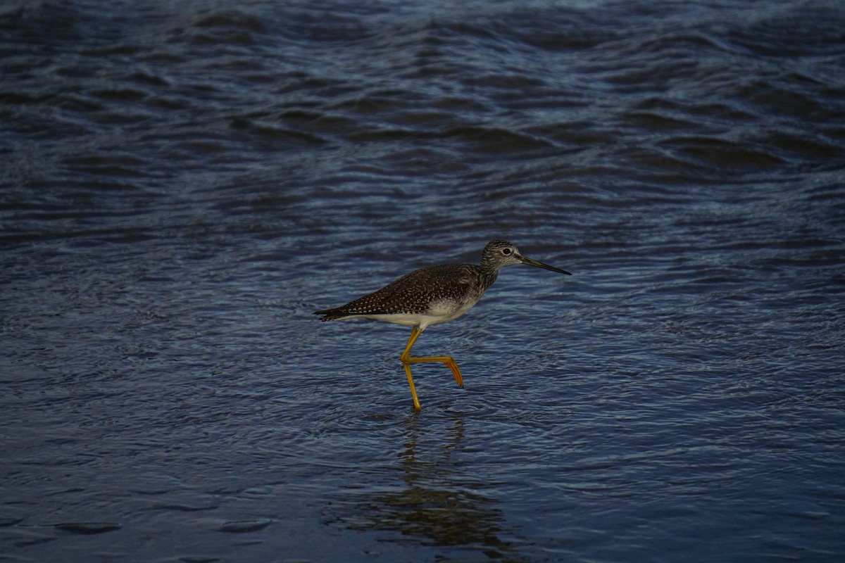 Greater Yellowlegs - ML642531028