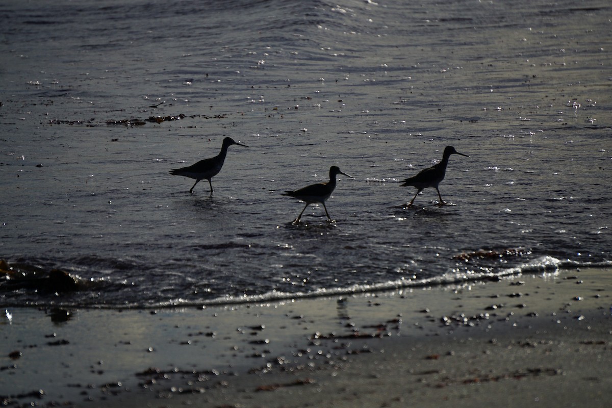Greater Yellowlegs - ML642531029