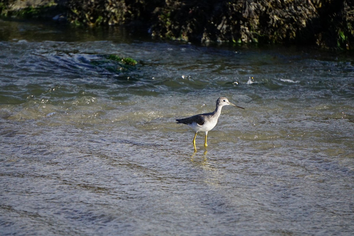 Greater Yellowlegs - ML642531030