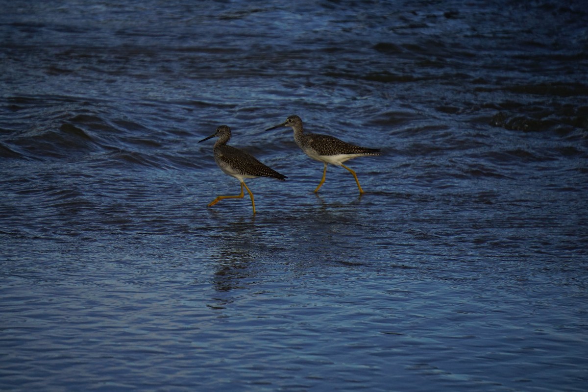 Greater Yellowlegs - ML642531031