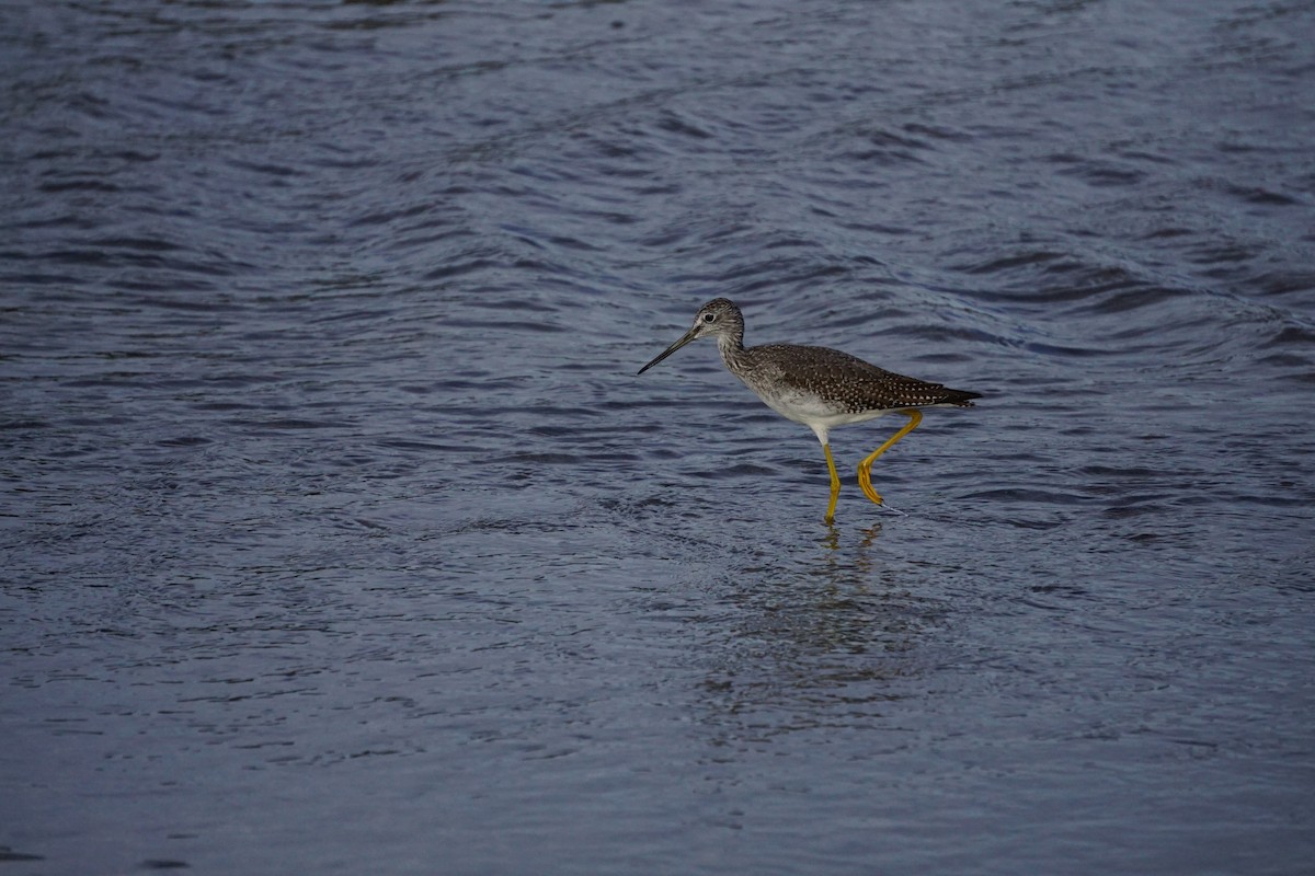 Greater Yellowlegs - ML642531032