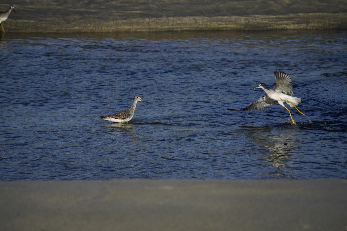 Greater Yellowlegs - ML642531033