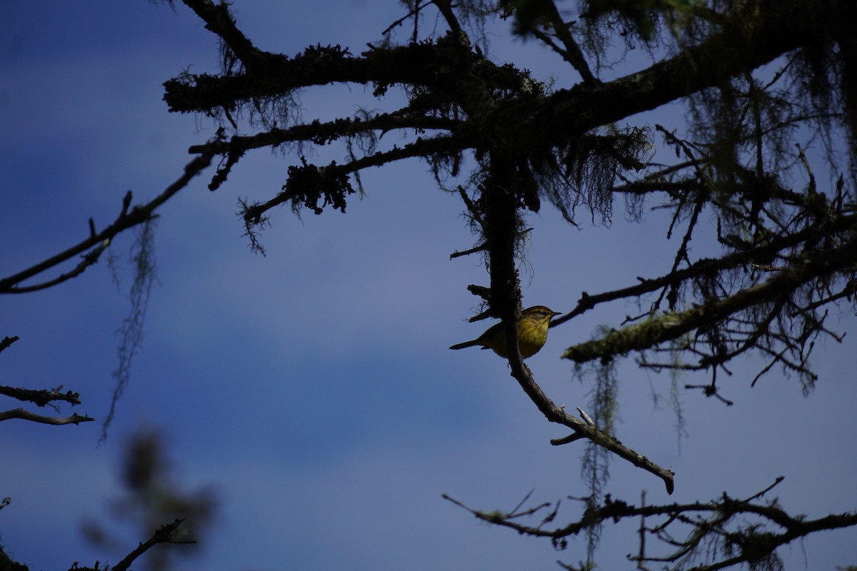 Palm Warbler - ML642531071
