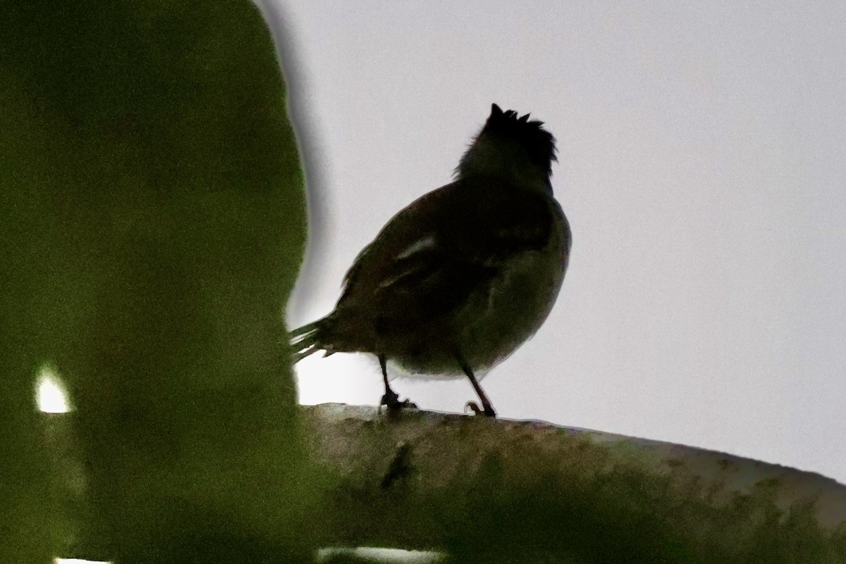 Caribbean Elaenia - ML642531074