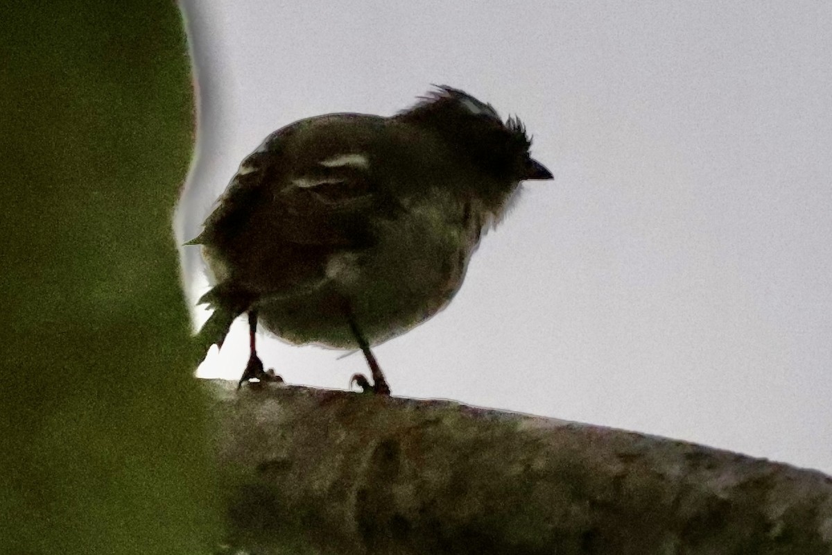 Caribbean Elaenia - ML642531075