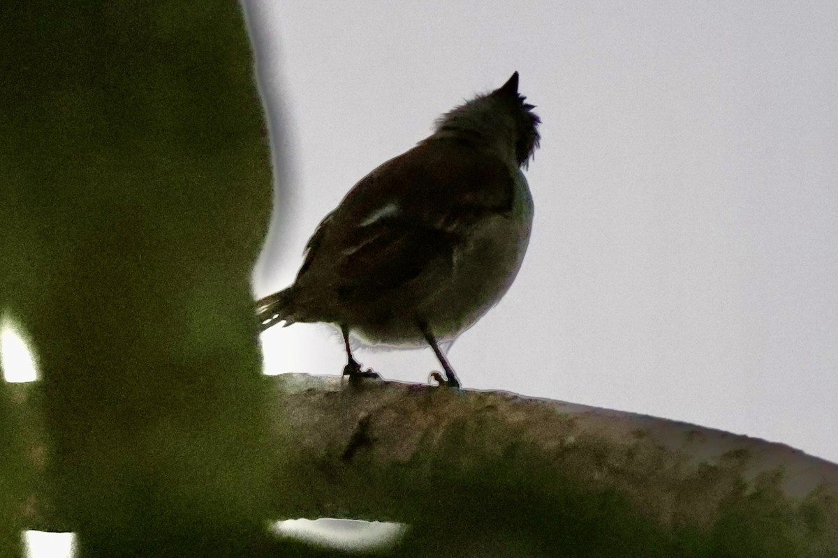 Caribbean Elaenia - ML642531076
