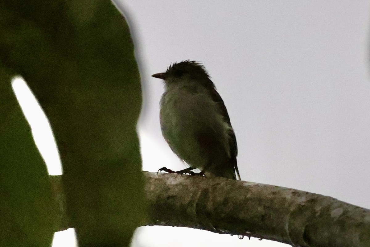 Caribbean Elaenia - ML642531077