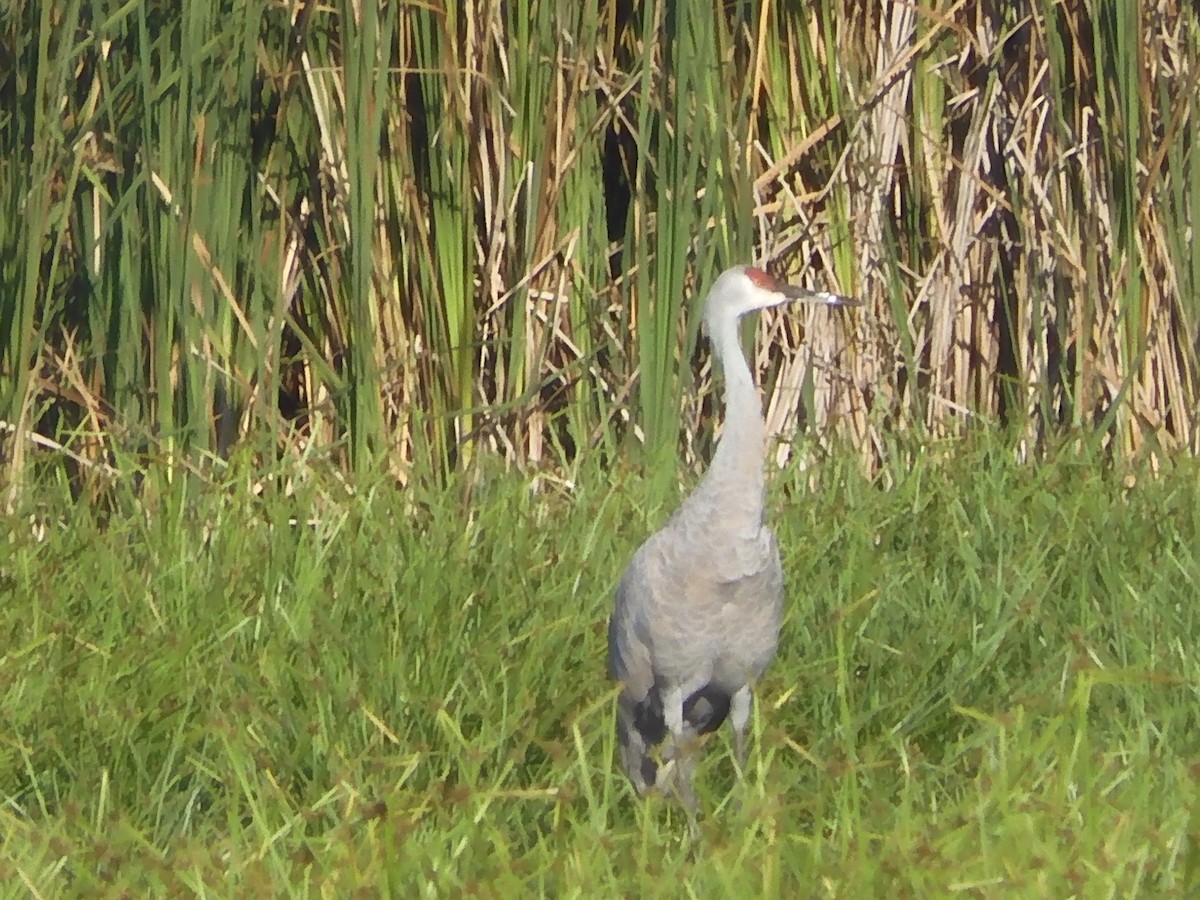 Sandhill Crane - ML642531120