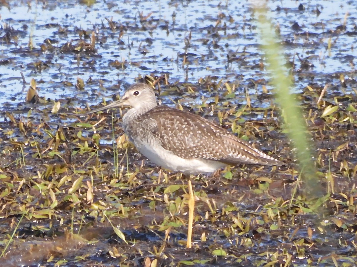 Greater Yellowlegs - ML642531141