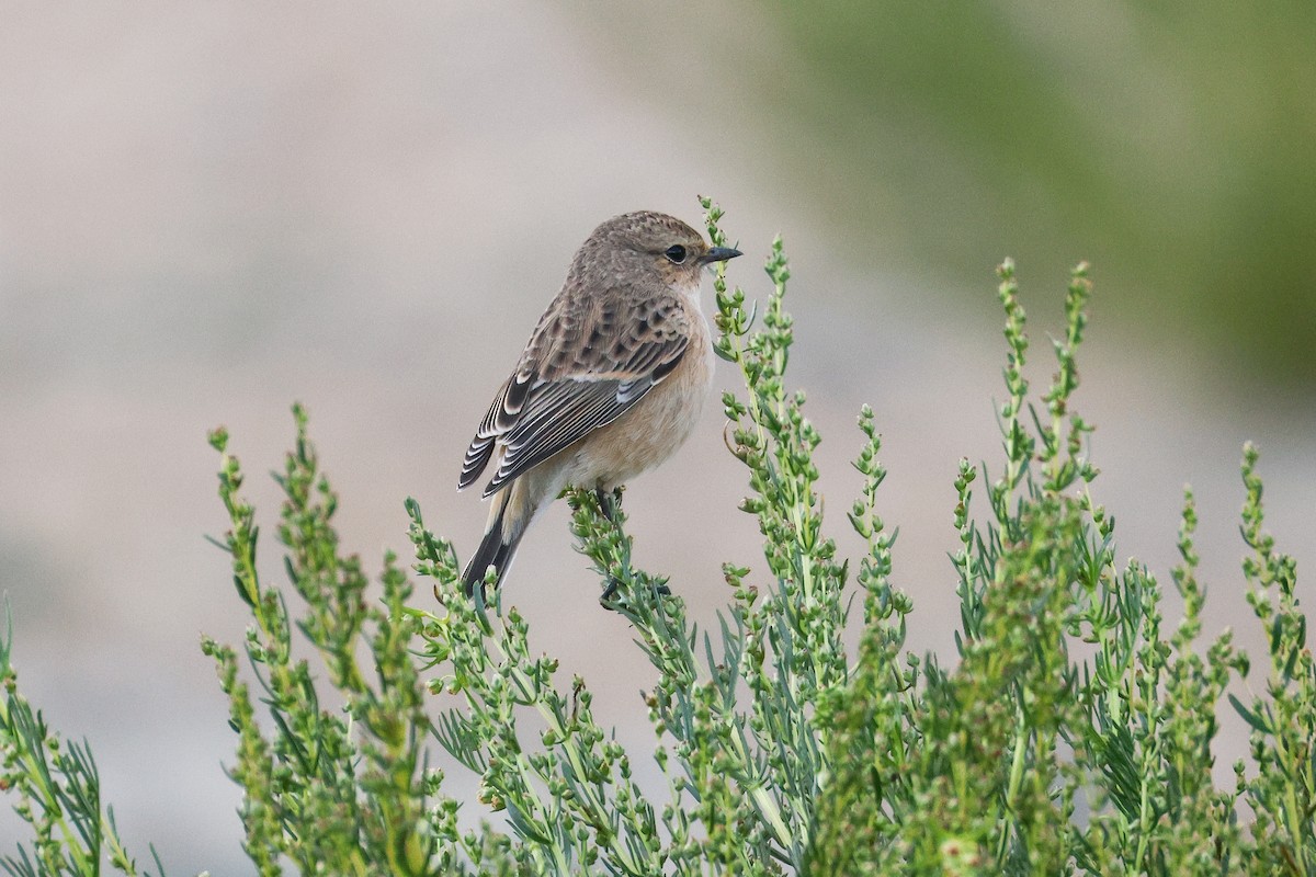 Siberian Stonechat (Siberian) - ML642531156