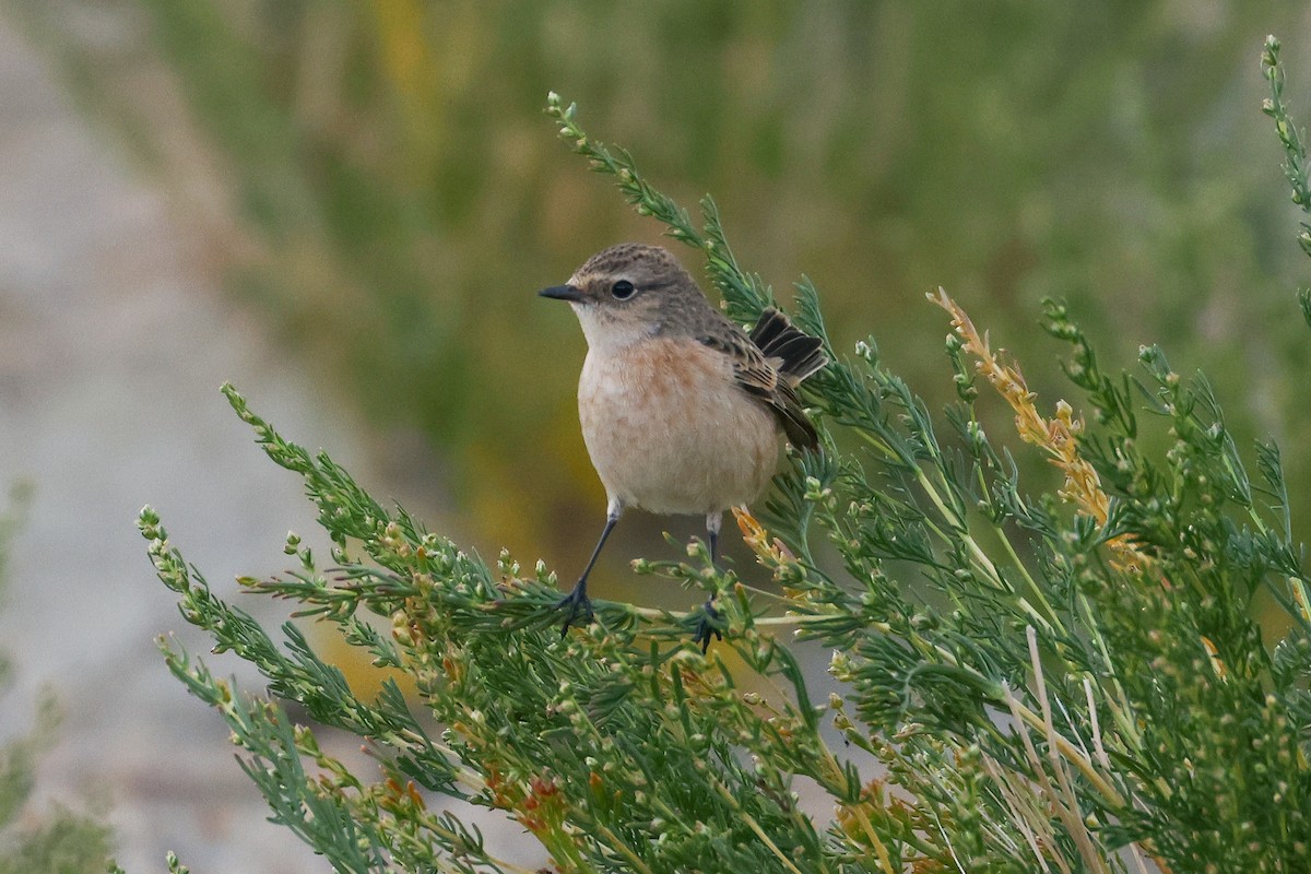 Siberian Stonechat (Siberian) - ML642531157