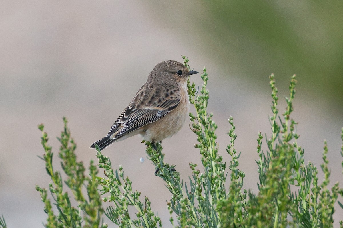 Siberian Stonechat (Siberian) - ML642531158