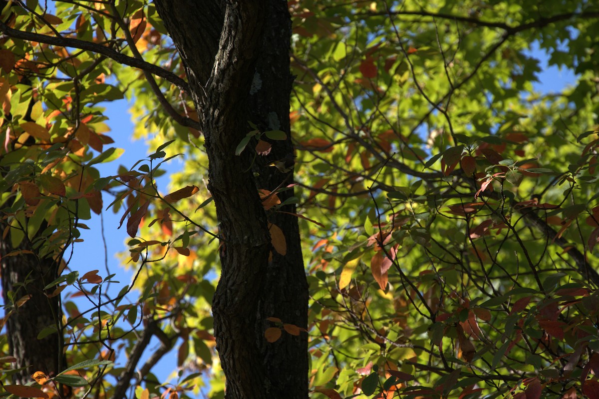 lesňáček lejsčí - ML642531165