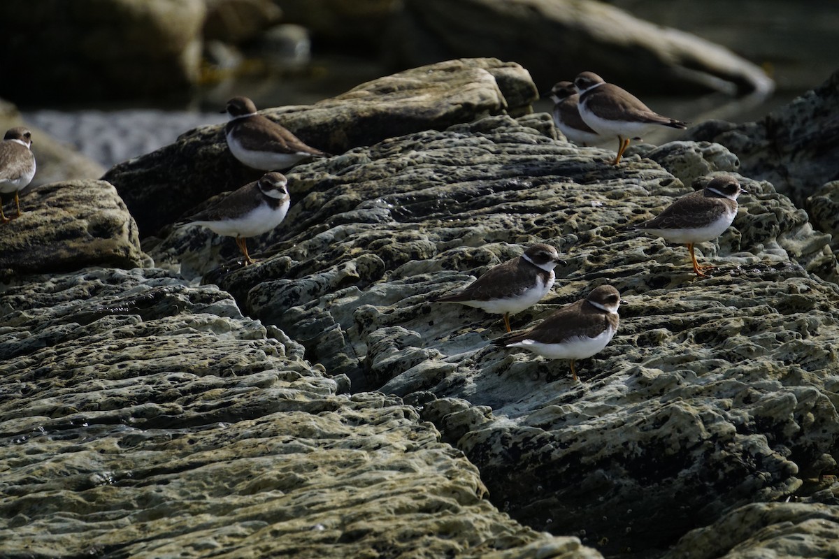 Semipalmated Plover - ML642531173